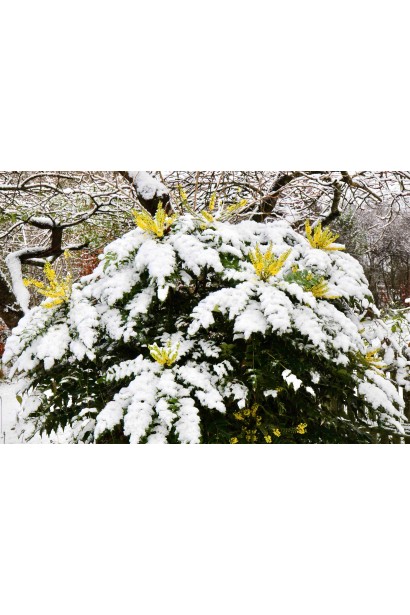 Магонія середня Charity під час цвітіння у зимовому саду.